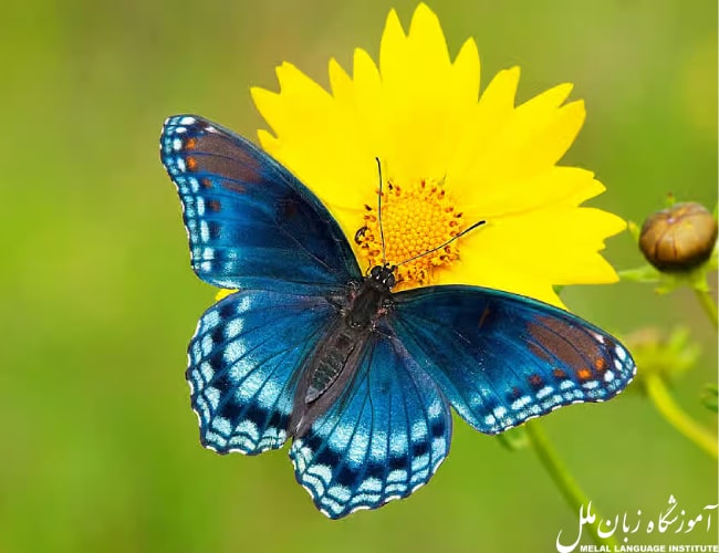 پروانه به انگلیسی میشه butterfly